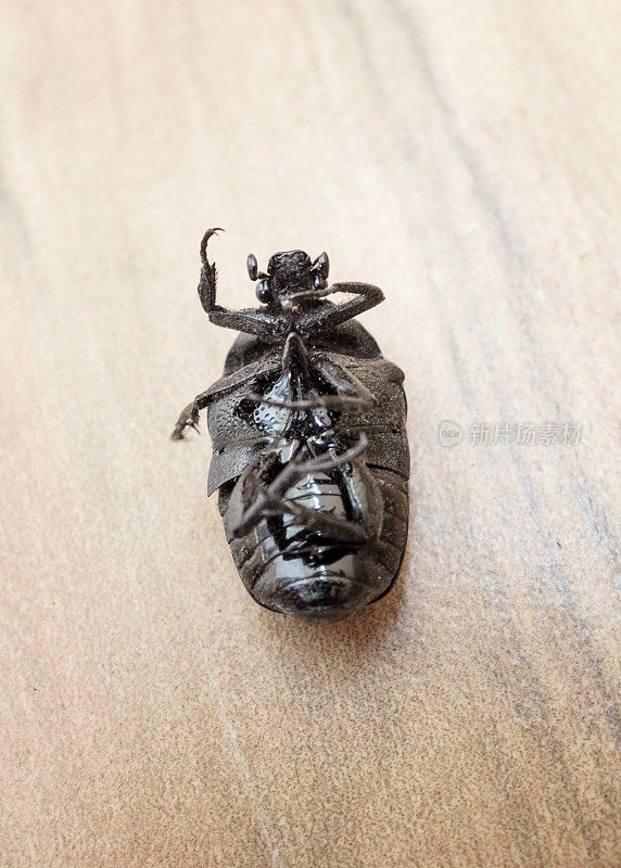 秘鲁的Gymnetis Flavomarginata甲虫